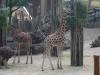 k-Zoo 117.jpg